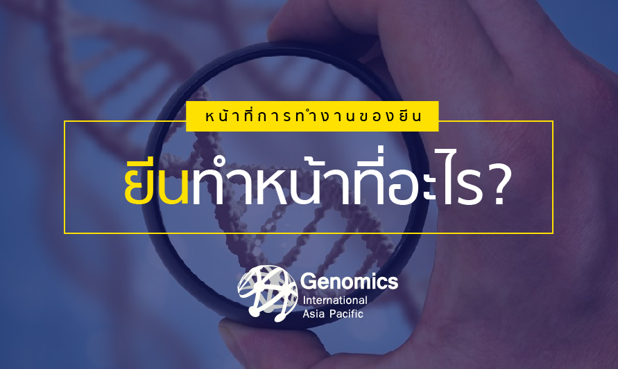 ยีน gene ทำหน้าที่อะไร?