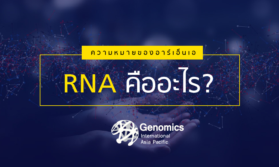 RNA คืออะไร