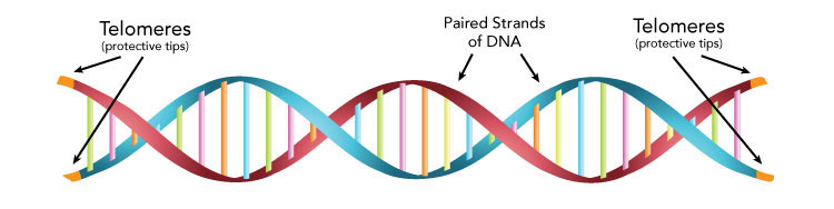 Telomere คืออะไร